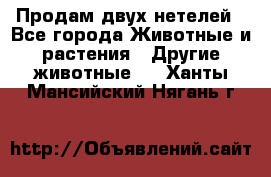 Продам двух нетелей - Все города Животные и растения » Другие животные   . Ханты-Мансийский,Нягань г.